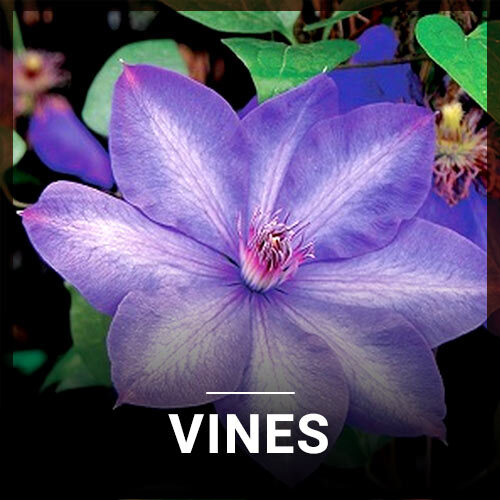 Vines