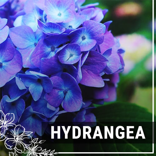 Hydrangea