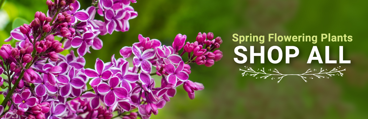 Spring Flowering Plants