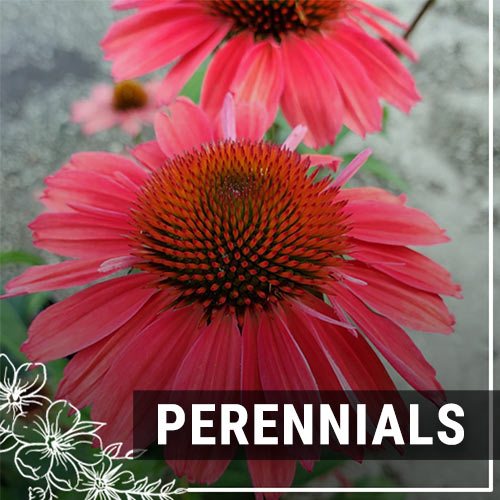 Perennials