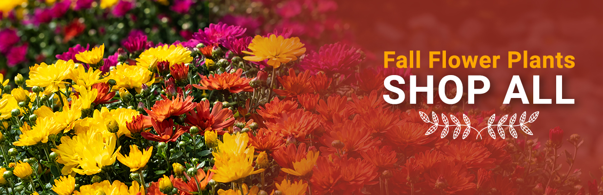Fall Flowering Plants